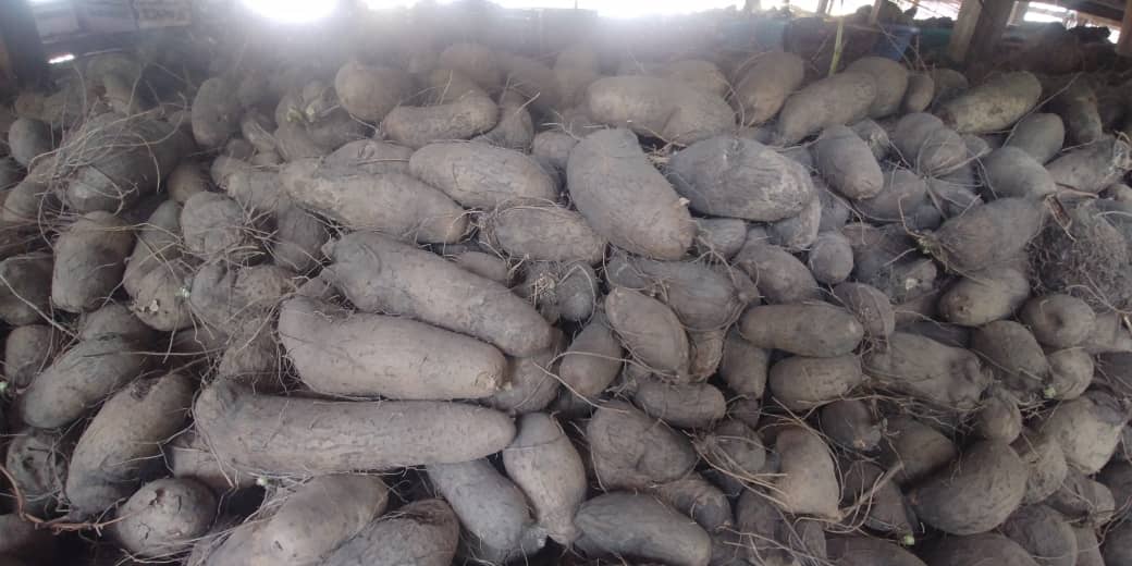 Des variétés d'igname disponibles à l'ITRA - Ministère de l’Agriculture ...