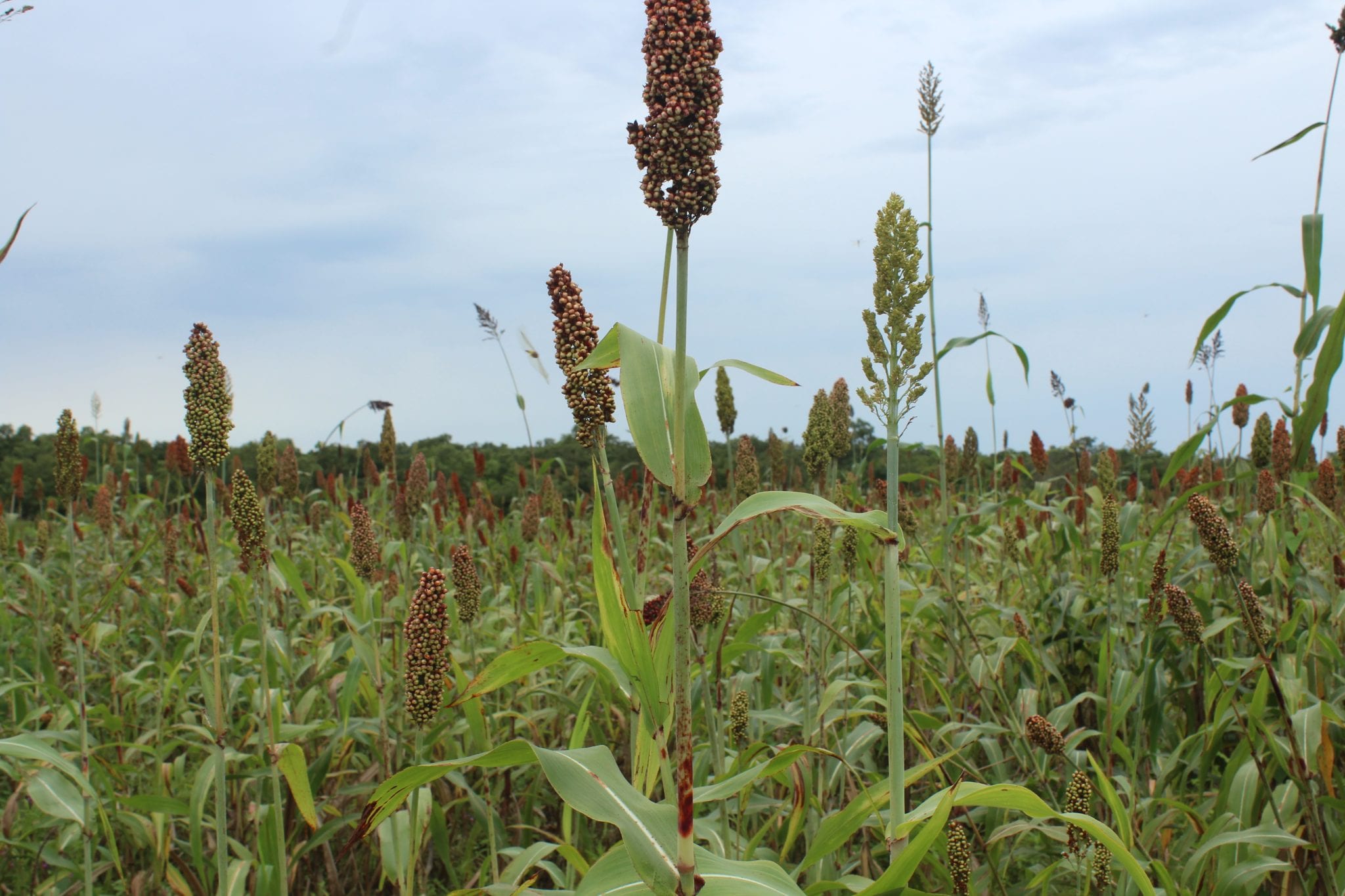 Bien Cultiver Le Sorgho Au Togo Ministère De Lagriculture De L